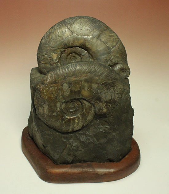 親子３人家族のような北海道産アンモナイト(Ammonite)群集標本。完成された逸品です。（その1）