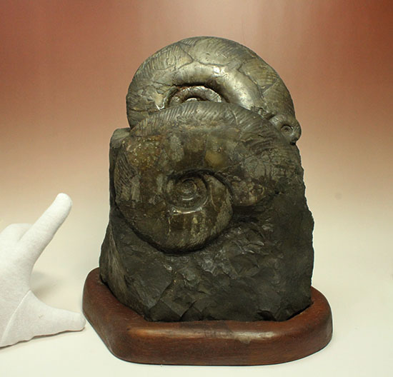 親子３人家族のような北海道産アンモナイト(Ammonite)群集標本。完成された逸品です。（その10）