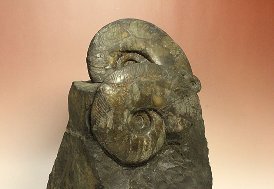 親子３人家族のような北海道産アンモナイト(Ammonite)群集標本。完成された逸品です。（その12）