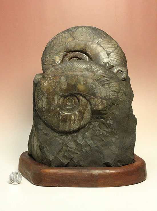 親子３人家族のような北海道産アンモナイト(Ammonite)群集標本。完成された逸品です。（その13）