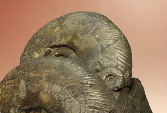 親子３人家族のような北海道産アンモナイト(Ammonite)群集標本。完成された逸品です。（その2）