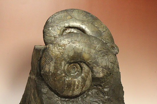 親子３人家族のような北海道産アンモナイト(Ammonite)群集標本。完成された逸品です。（その3）