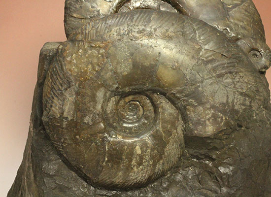 親子３人家族のような北海道産アンモナイト(Ammonite)群集標本。完成された逸品です。（その4）