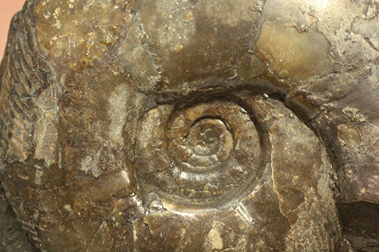 親子３人家族のような北海道産アンモナイト(Ammonite)群集標本。完成された逸品です。（その5）