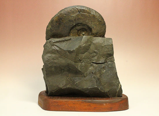 親子３人家族のような北海道産アンモナイト(Ammonite)群集標本。完成された逸品です。（その7）