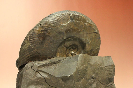 親子３人家族のような北海道産アンモナイト(Ammonite)群集標本。完成された逸品です。（その8）