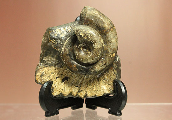 北海道をドドンと３個乗せ！目にも楽しい北海道産のアンモナイト(Ammonite)（その10）