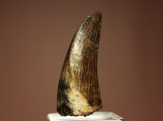 これぞジェムクオリティ！、品格あふれるティラノサウルス・レックスの歯化石（その2）