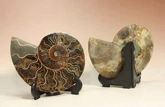 最高グレードのマダガスカル産アンモナイトのカット標本