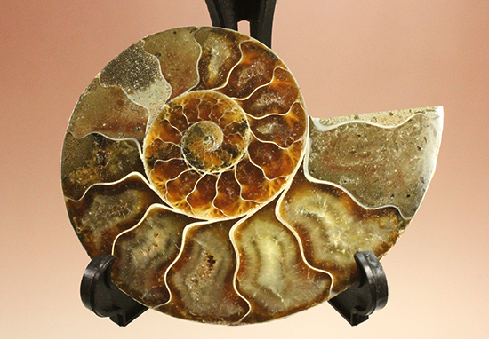 上質！アンモナイトの殻の構造が丸わかりのハーフカット標本（その4）