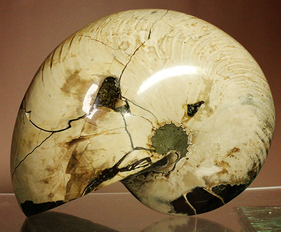 凄まじいボリューム！２３００ｇの「生きた化石」ことオウムガイの化石（その3）