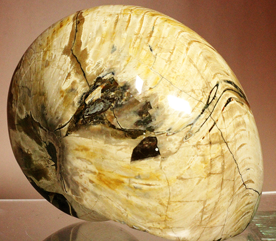 凄まじいボリューム！２３００ｇの「生きた化石」ことオウムガイの化石（その4）