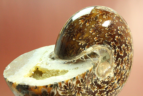 縫合線モンスター現る！一級品。マダガスカル産アンモナイト