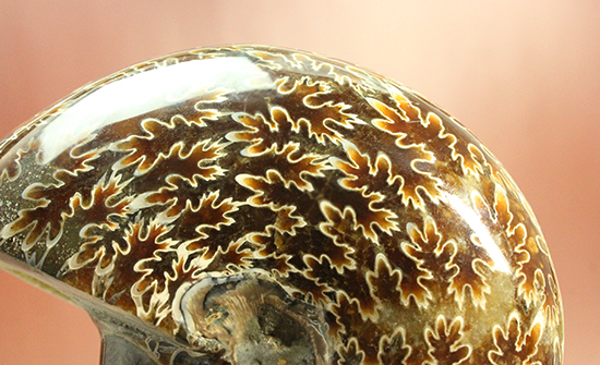 縫合線モンスター現る！一級品。マダガスカル産アンモナイト