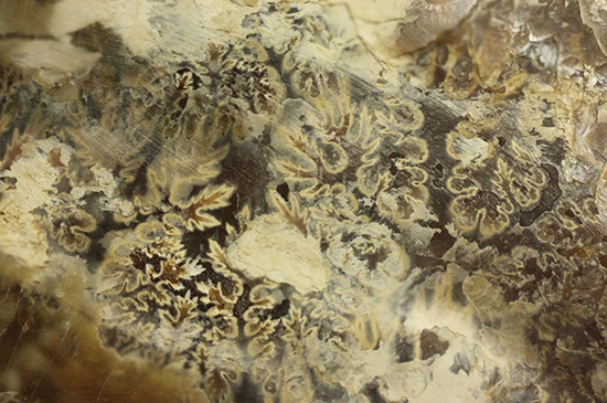 ２つ並べると横５０ｃｍ近い展示に！マダガスカル産アンモナイトのハーフカット標本（その15）
