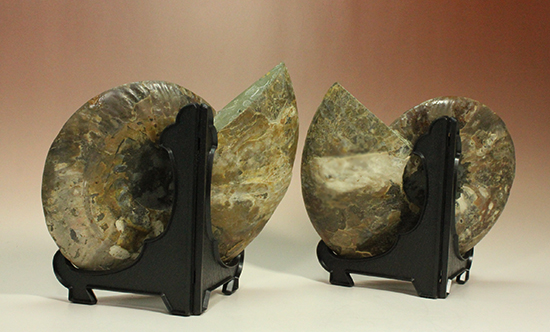 ２つ並べると横５０ｃｍ近い展示に！マダガスカル産アンモナイトのハーフカット標本（その5）