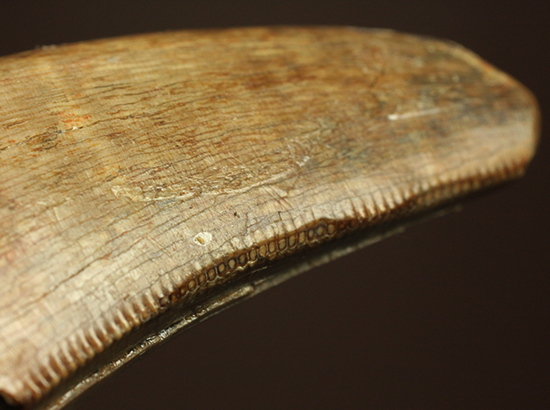 摩耗痕を有する、ナチュラルでがっちりした印象のティラノサウルス・レックスの歯化石（その1）