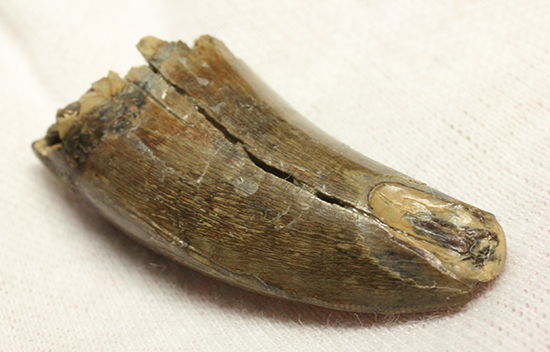 摩耗痕を有する、ナチュラルでがっちりした印象のティラノサウルス・レックスの歯化石（その11）