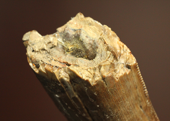 摩耗痕を有する、ナチュラルでがっちりした印象のティラノサウルス・レックスの歯化石（その12）