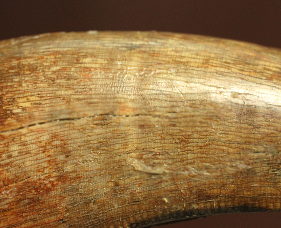 摩耗痕を有する、ナチュラルでがっちりした印象のティラノサウルス・レックスの歯化石（その13）