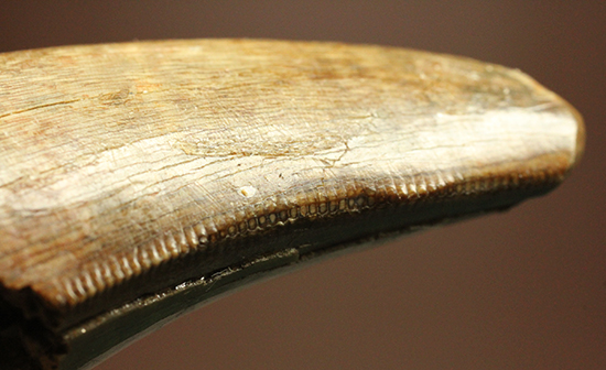 摩耗痕を有する、ナチュラルでがっちりした印象のティラノサウルス・レックスの歯化石（その14）