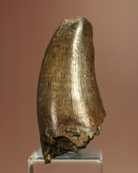 摩耗痕を有する、ナチュラルでがっちりした印象のティラノサウルス・レックスの歯化石（その2）