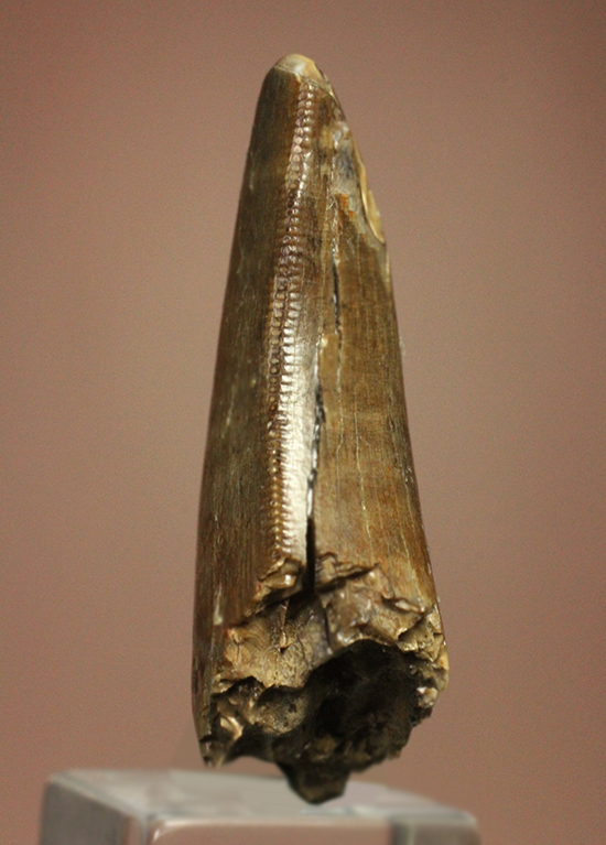摩耗痕を有する、ナチュラルでがっちりした印象のティラノサウルス・レックスの歯化石（その3）