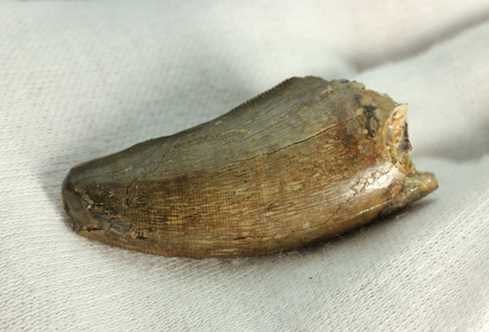 摩耗痕を有する、ナチュラルでがっちりした印象のティラノサウルス・レックスの歯化石（その6）