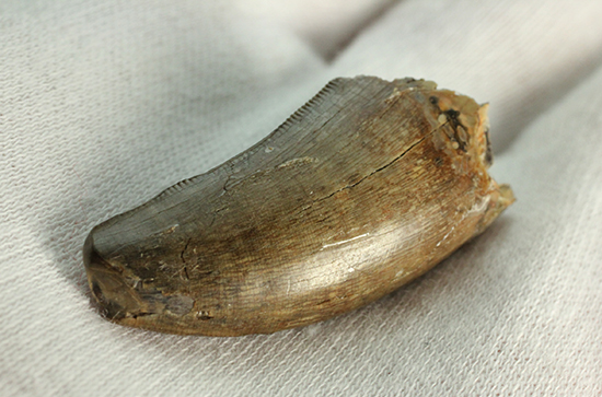 摩耗痕を有する、ナチュラルでがっちりした印象のティラノサウルス・レックスの歯化石（その7）