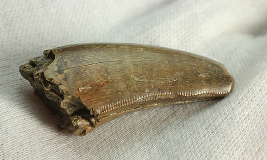 摩耗痕を有する、ナチュラルでがっちりした印象のティラノサウルス・レックスの歯化石（その9）