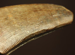 摩耗痕を有する、ナチュラルでがっちりした印象のティラノサウルス・レックスの歯化石