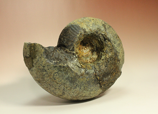 直径21cm　厚12.5cmの分厚い、北海道産アンモナイト(Ammonite)（その5）