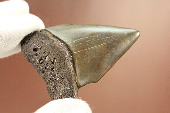 最速のサメ、青い弾丸ことイスルス（アオザメの仲間）の歯化石（その10）