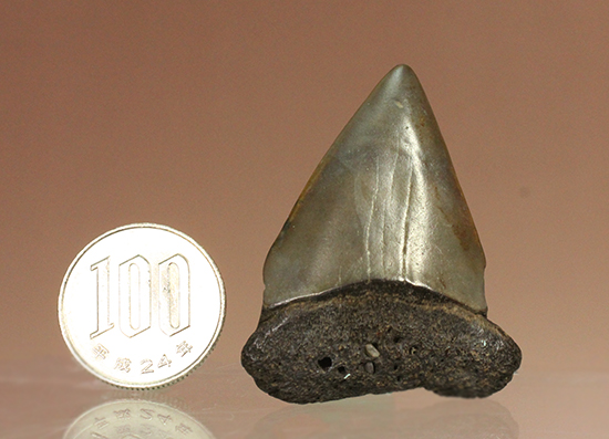最速のサメ、青い弾丸ことイスルス（アオザメの仲間）の歯化石（その12）