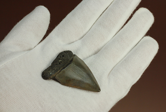 最速のサメ、青い弾丸ことイスルス（アオザメの仲間）の歯化石（その2）