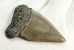 最速のサメ、青い弾丸ことイスルス（アオザメの仲間）の歯化石