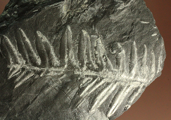 石炭紀ペンシルバニア州産シダ植物化石（その10）