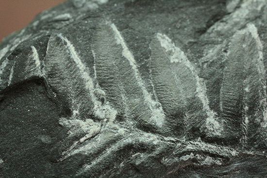 石炭紀ペンシルバニア州産シダ植物化石（その11）