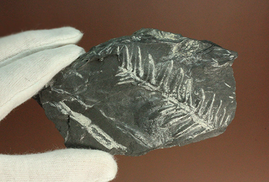 石炭紀ペンシルバニア州産シダ植物化石（その12）