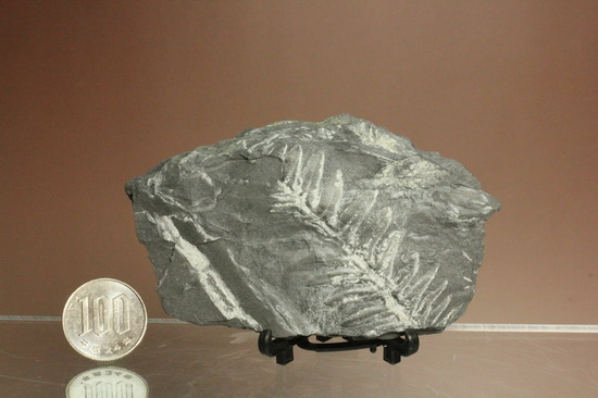 石炭紀ペンシルバニア州産シダ植物化石（その13）