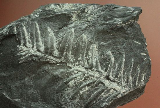 石炭紀ペンシルバニア州産シダ植物化石（その2）