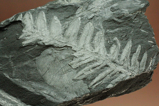 石炭紀ペンシルバニア州産シダ植物化石（その3）