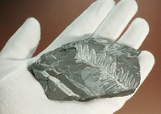 石炭紀ペンシルバニア州産シダ植物化石（その5）
