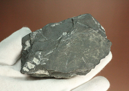 石炭紀ペンシルバニア州産シダ植物化石（その6）