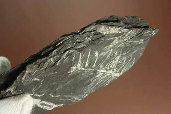 石炭紀ペンシルバニア州産シダ植物化石（その7）