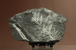 石炭紀ペンシルバニア州産シダ植物化石