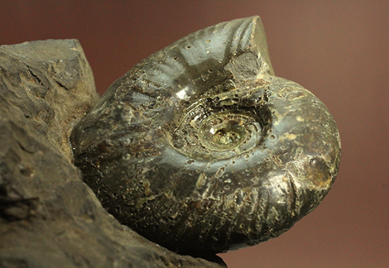 アクロバティックな母岩にドキっとする北海道産アンモナイト(Ammonite)(その1)