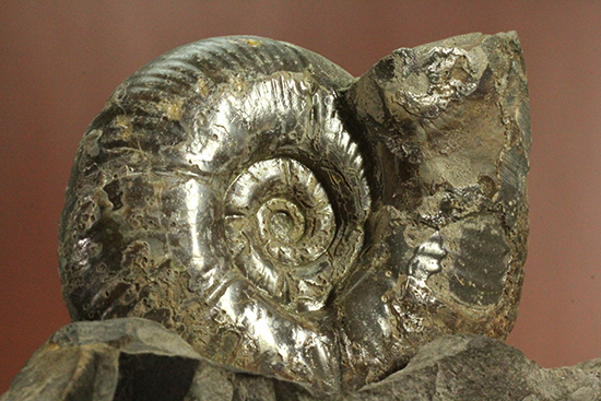 アクロバティックな母岩にドキっとする北海道産アンモナイト(Ammonite)（その10）