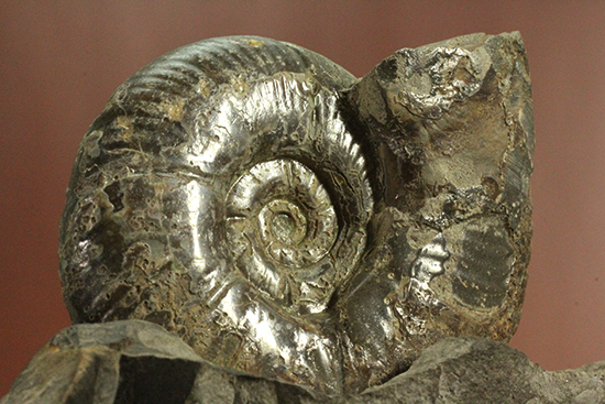 アクロバティックな母岩にドキっとする北海道産アンモナイト(Ammonite)(その10)