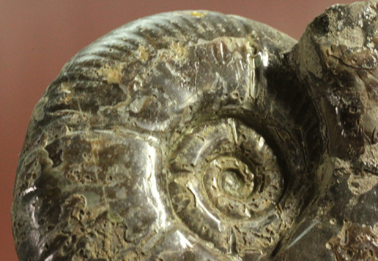 アクロバティックな母岩にドキっとする北海道産アンモナイト(Ammonite)（その11）